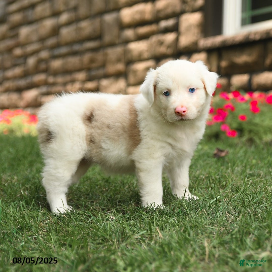 Australian Shepherd dogs for sale: Australian Shepherd 10 puppies - Image 28