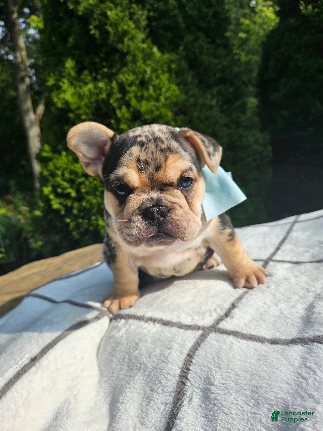 English Bulldog dogs for sale: Daisy - Image 2