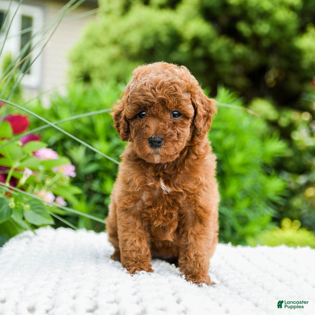 Toy Poodle dogs for sale: Hazel - Listing for pets: Hazel, Harley - Image 2