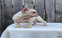 French Bulldog dogs for sale: Drew - Image 9