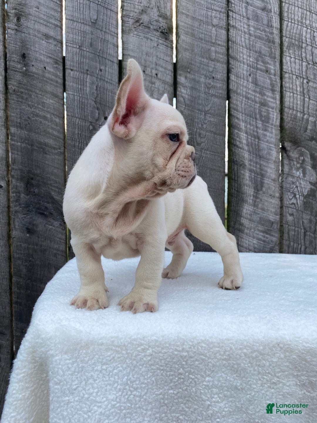 French Bulldog dogs for sale: Drew - Image 9