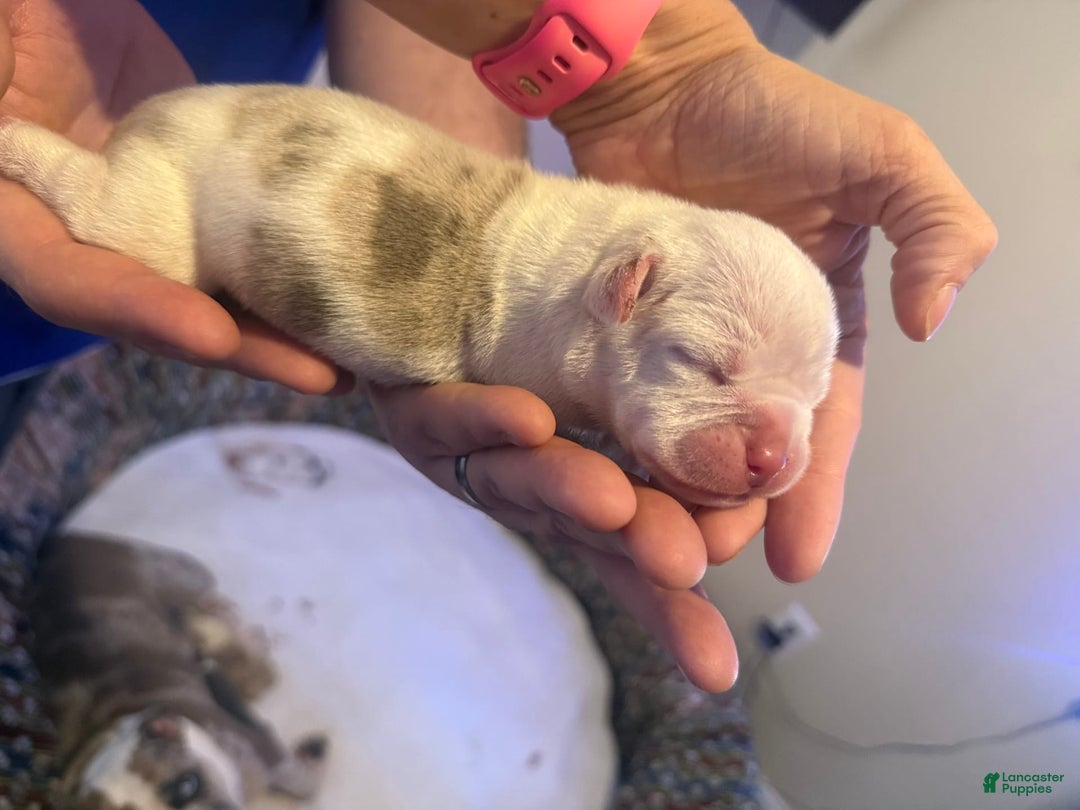 Olde English Bulldogge dogs for sale: Olde English Bulldogge 2 puppies - Image 4