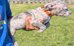 American Bully dogs for sale: Orange Girly - Image 10