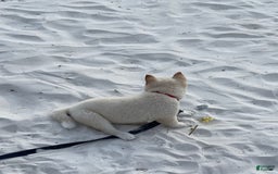 Shiba Inu dogs for sale: Paloma - Image 1