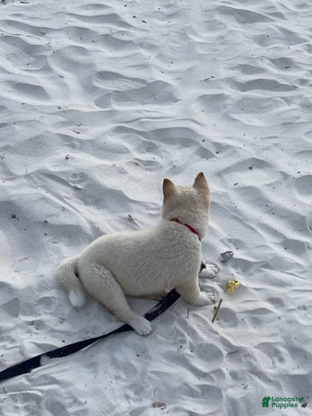 Shiba Inu dogs for sale - Ad 2
