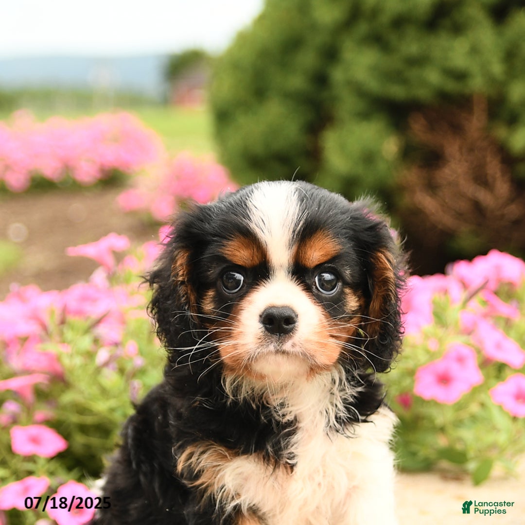Cavalier King Charles Spaniel dogs for sale: Jack - Image 2