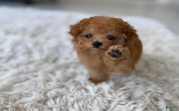 Maltipoo dogs - Advert 26