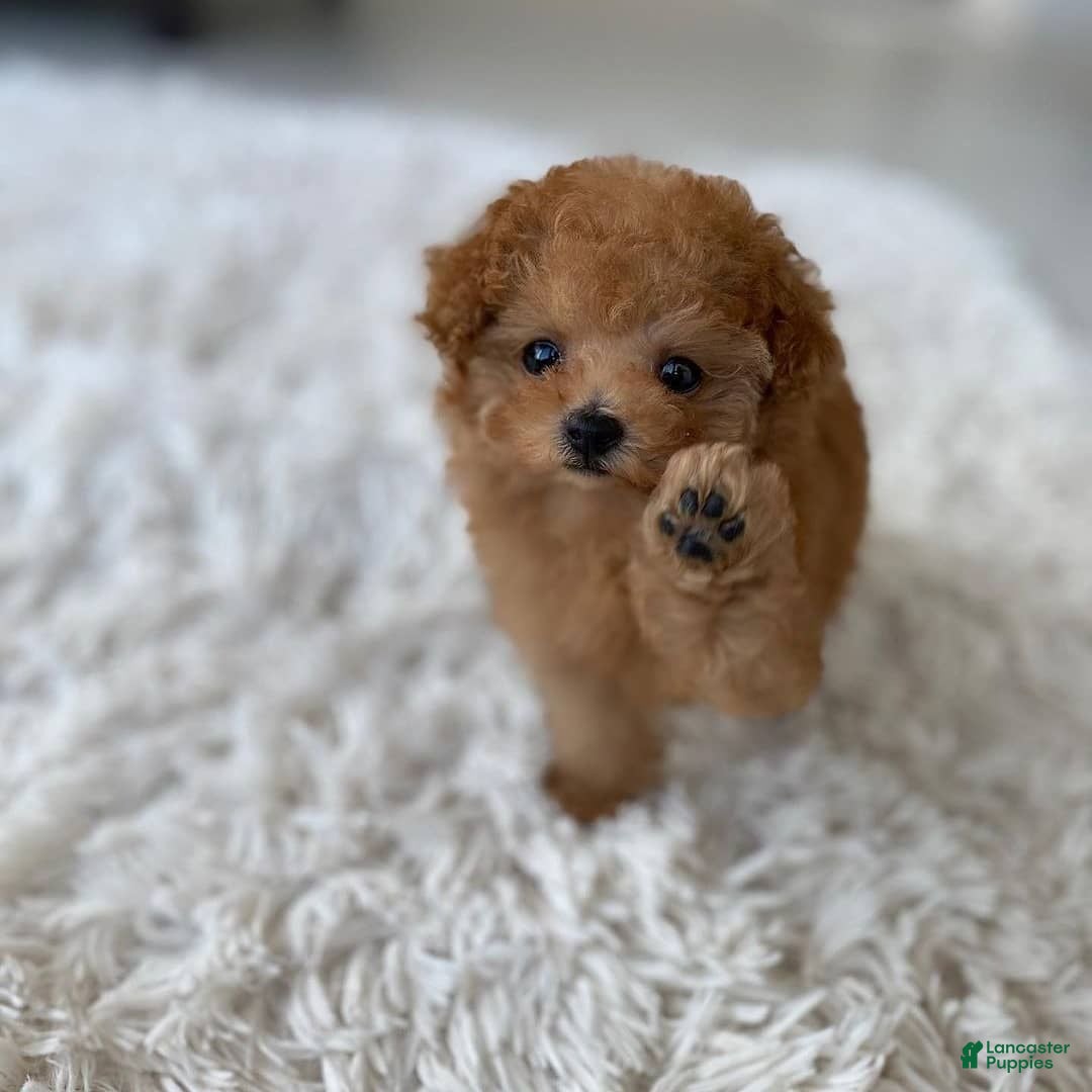 Maltipoo dogs for sale: Malti - Listing for pets: Malti - Image 1