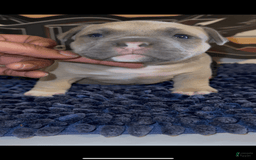American Bully dogs for sale: Exotic Bully - Image 7