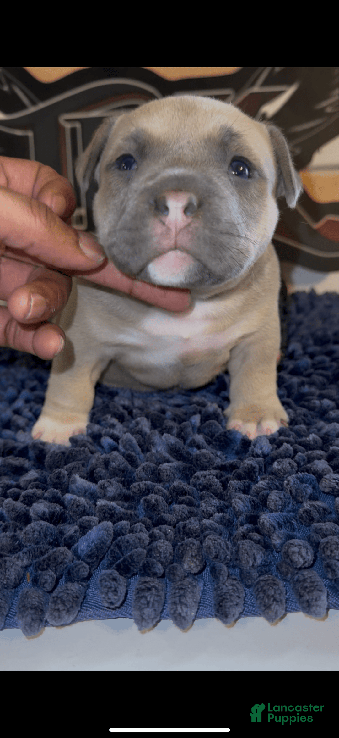 American Bully dogs for sale: Exotic Bully - Image 7