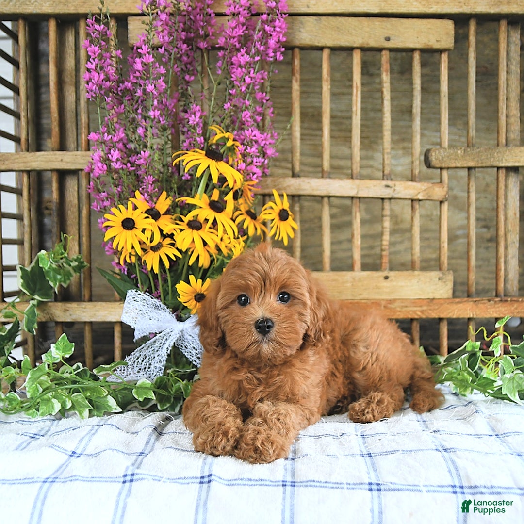 Cavapoo dogs for sale: Finnley - Image 1