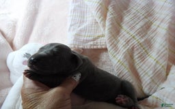 Great Dane dogs for sale: Sky - Image 6