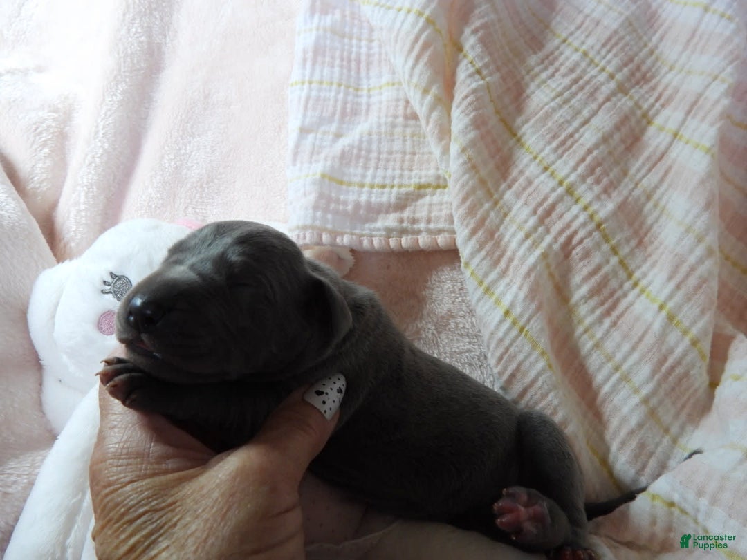 Great Dane dogs for sale: Sky - Image 6