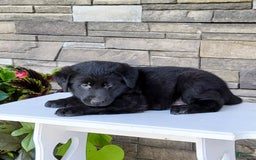Labrador Retriever dogs for sale: Boyde - Image 4