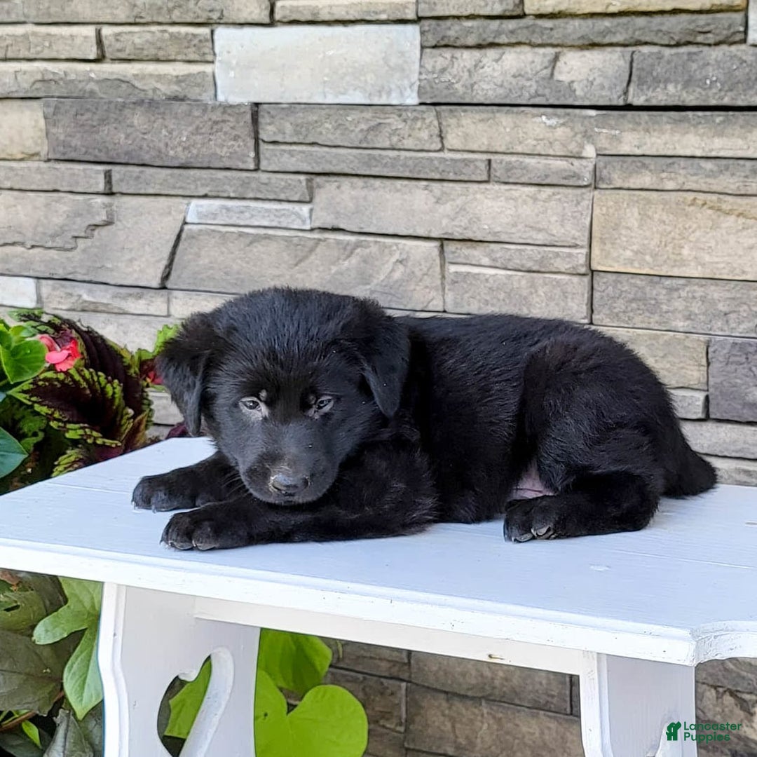 Labrador Retriever dogs for sale: Boyde - Image 4
