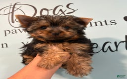 Yorkshire Terrier dogs for sale: Bear - Image 1