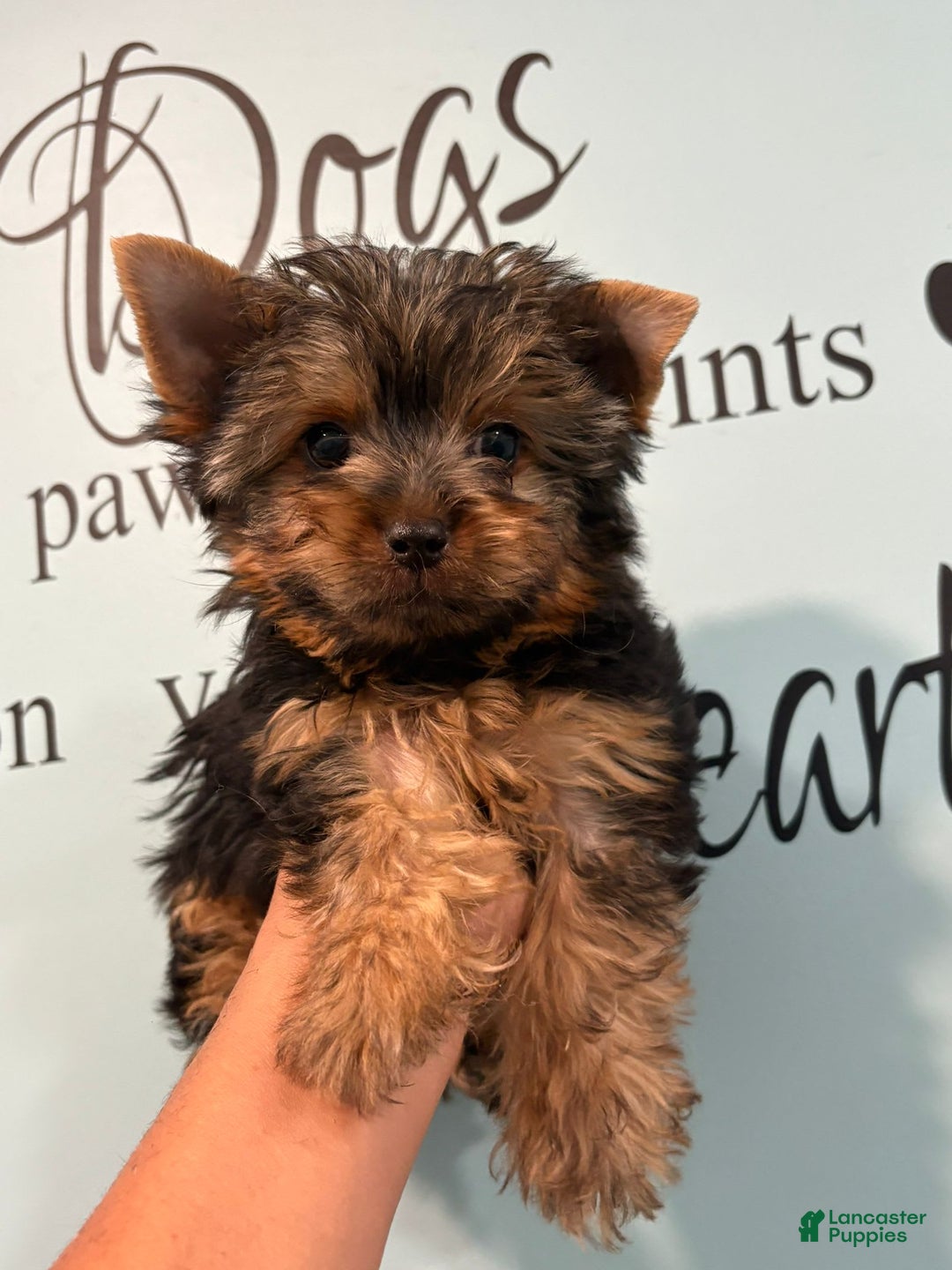 Yorkshire Terrier dogs for sale: Bear - Image 1