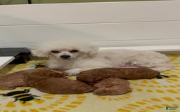 Toy Poodle dogs for sale: Honey - Image 6