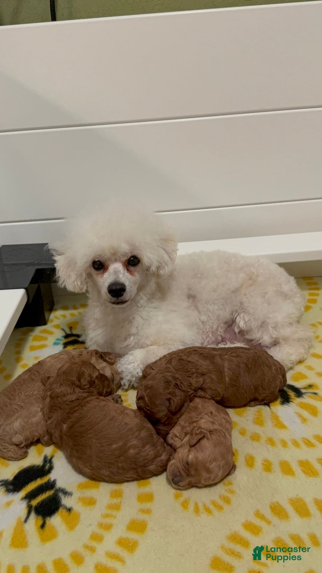 Toy Poodle dogs for sale: Honey - Image 6