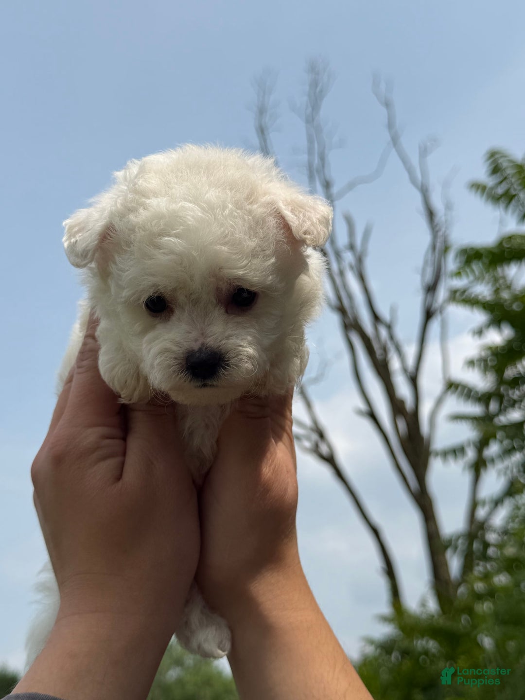 Bichon Frise dogs for sale: Prince - Image 18