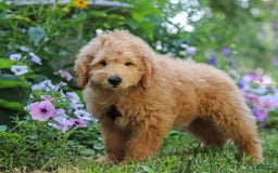  dogs for sale: Mini Goldendoodle 4 puppies - Image 10
