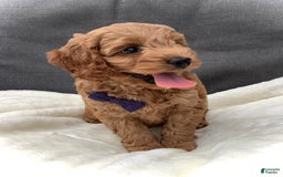 Cockapoo dogs for sale: Finn - Image 7