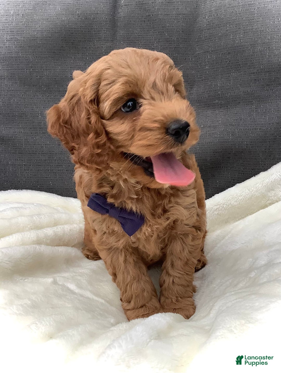 Cockapoo dogs for sale: Finn - Image 7