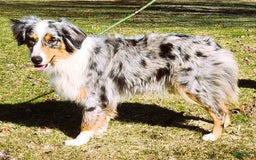 Australian Shepherd dogs for sale: Ahsoko - Image 31