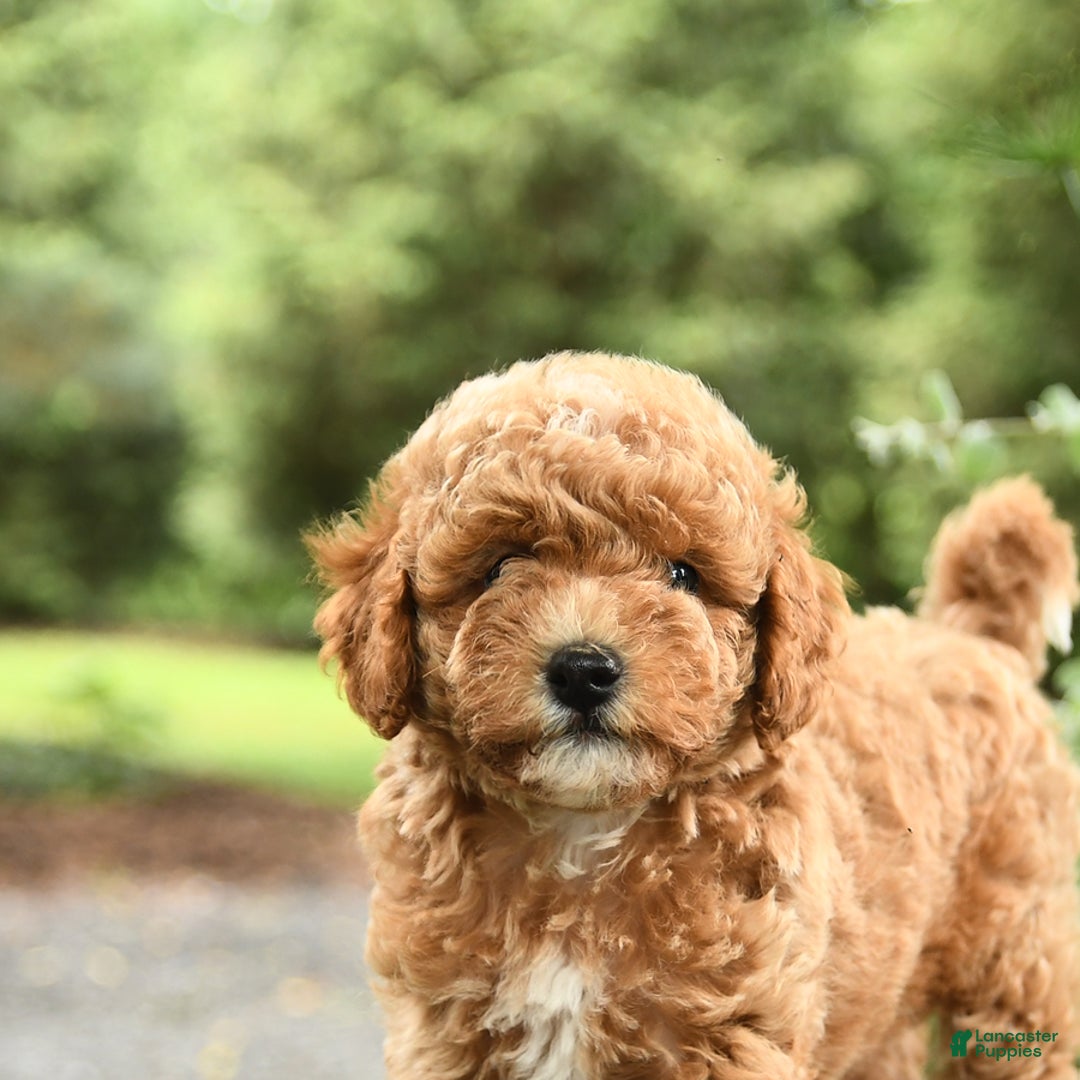 Havapoo dogs for sale: Carter - Image 5