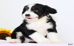 Mini Bernedoodle dogs for sale: Blake - Image 4