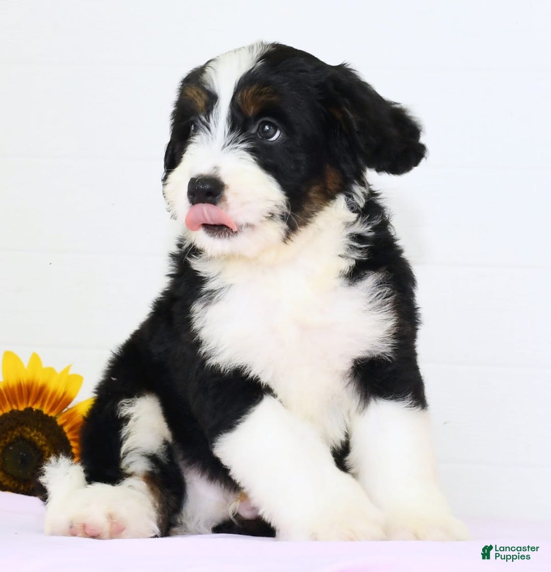 Mini Bernedoodle dogs for sale: Blake - Image 4