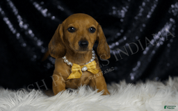 Miniature Dachshund dogs for sale: Odin - Image 4