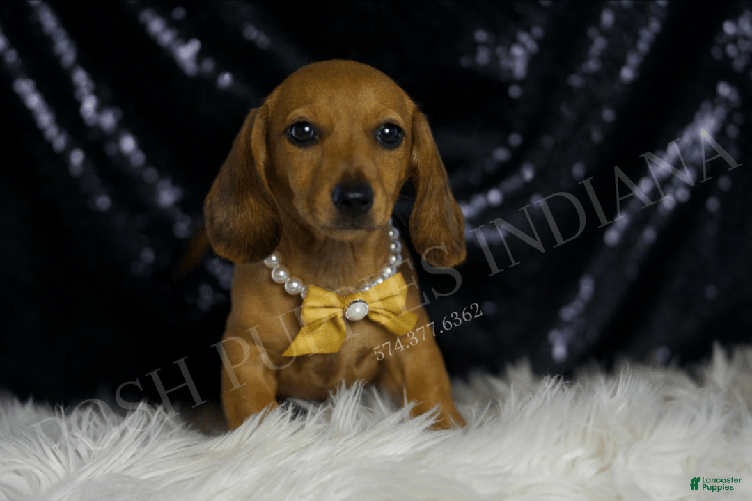 Miniature Dachshund dogs for sale: Odin - Image 4