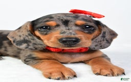 Miniature Dachshund dogs for sale: Snoopy - Image 2