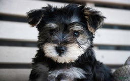 Morkie dogs for sale: Skipper - Image 16