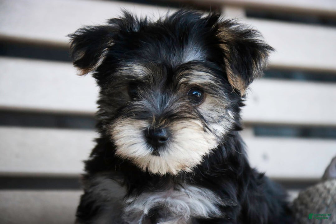 Morkie dogs for sale: Skipper - Image 16