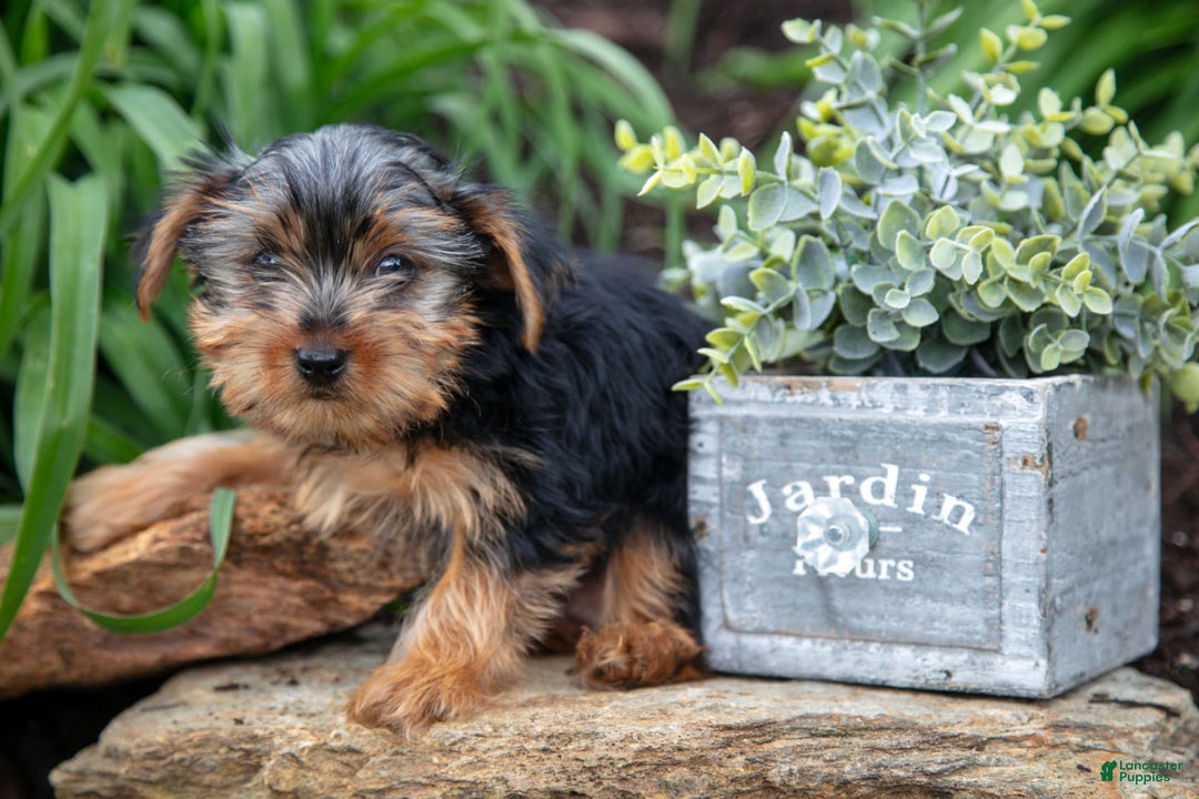 Yorkshire Terrier dogs for sale: Starsky - Image 2