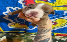 American Bulldog dogs for sale: Dozier - Image 3