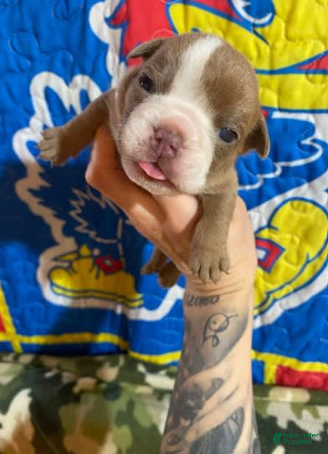 American Bulldog dogs for sale: Dozier - Image 3