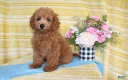 Mini Goldendoodle dogs for sale: Larry - Image 5