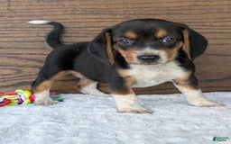 Beagle dogs for sale: Molly - Image 7