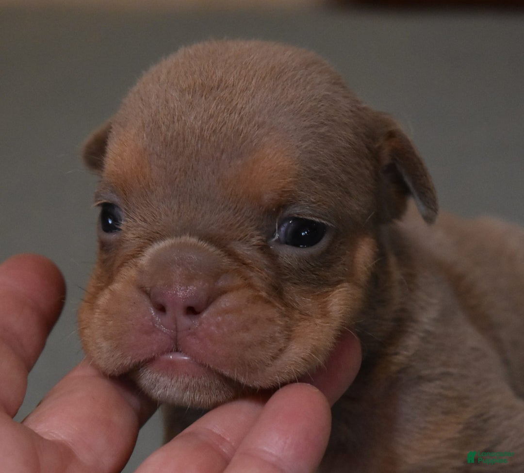 English Bulldog dogs for sale: THEO LILAC - Image 3