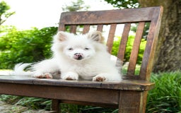 Pomeranian dogs for sale: Misty - Image 4