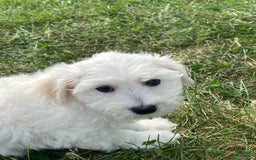 Bichon Frise dogs for sale: Beau - Image 2