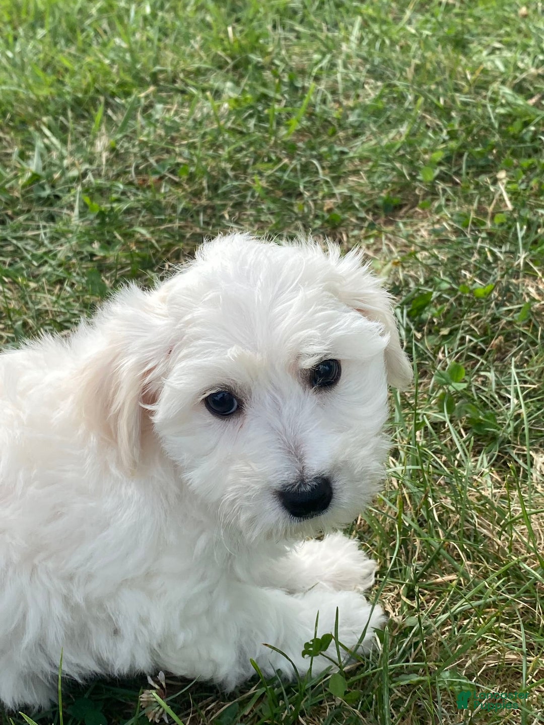 Bichon Frise dogs for sale: Beau - Image 2