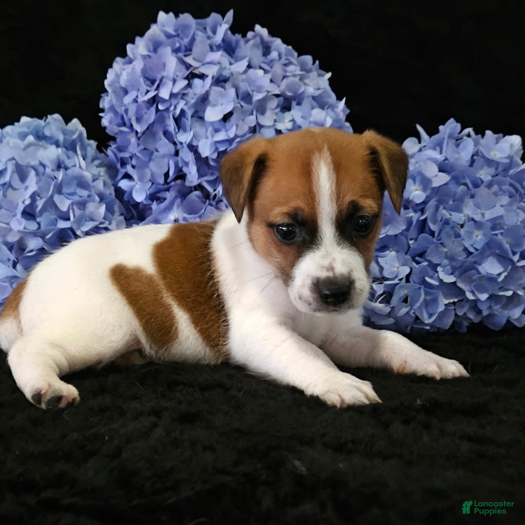 Jack Russell Terrier dogs for sale: Brownie - Image 1