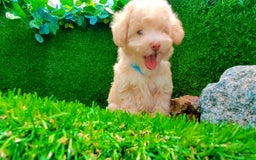 Maltipoo dogs for sale: Angel - Image 6