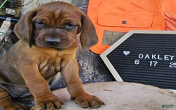 Redbone Coonhound dogs for sale: Oakley - Image 4