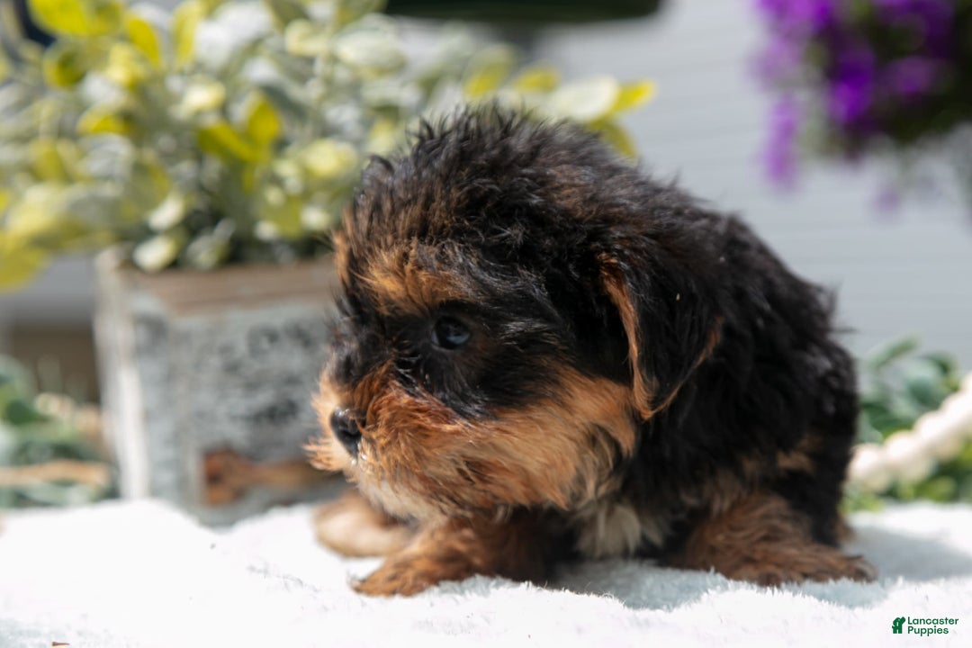Yorkshire Terrier dogs for sale: Yahtzee - Image 3