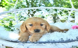 Golden Retriever dogs for sale: Andy - Image 15
